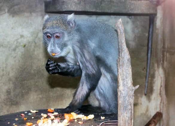 動物図鑑・サイクスモンキー